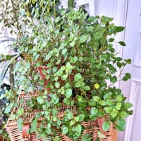 Småbladig karlbergare