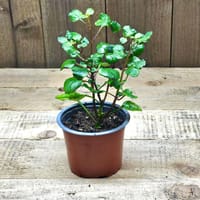 Småbladig karlbergare