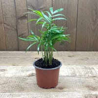 Småplanta av Bergpalm