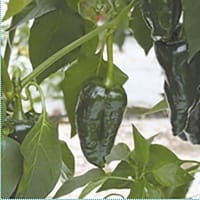 Chiliplanta 'Padron'