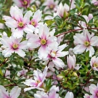 Smultronschersmin 'Petite Perfume Pink'