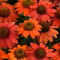 Echinacea Artrisan Red Ombre