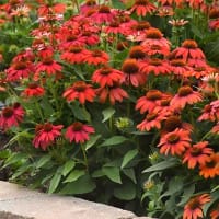 Echinacea Artrisan Red Ombre