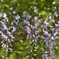 Sommarblåregn, Millettia japonica, blomma