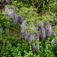 Sommarblåregn, Millettia japonica, blomma