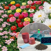 Odlingspaket - Sommarblommor Färgsprakande Trädgård