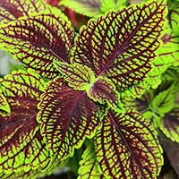 Palettblad, Coleus 'Neptune's Net'