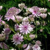 Stjärnflocka, Astrantia major