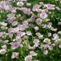 Stjärnflocka, Astrantia major