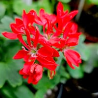 Stjärnpelargon 'Chill' röda blommor