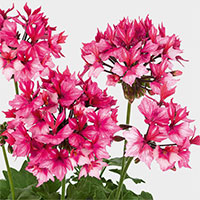 Stjärnpelargon 'Fireworks Bicolor'