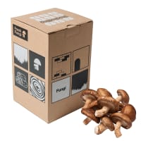 Stockodlingskit, Shiitake