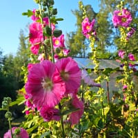 Stockros, Giant single pink