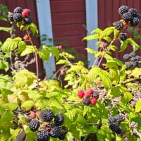 Svart hallon 'Black Jewel'
