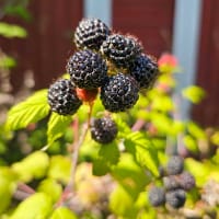 Svart hallon 'Black Jewel'