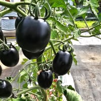 Svart tomat Nightshades