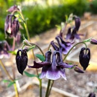 Akleja William Guinness