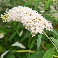 Syrenbuddleja 'White Surprise'