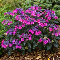 Tallrikshortensia 'Magic Sunset'