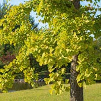 Tempelträd, Ginkgo biloba
