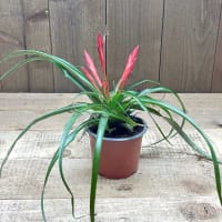 Tillandsia flabellata