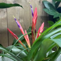 Tillandsia flabellata