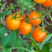 Tomat Goldiana