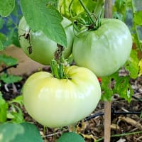 Tomatplanta Great White
