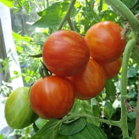 Tomatplanta Tigerella LL