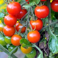 Tomatplanta 'Garderner's Delight'