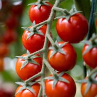 Tomatplanta 'Röd Blomme'