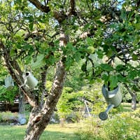 Vattenkannor i träd