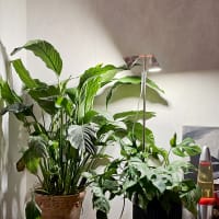 Växtlampa Altair Duo LED för inomhusodling