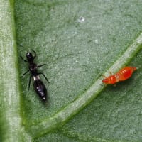 Rovtrips Franklinothrips vespiformis mot exotiska tripsarter