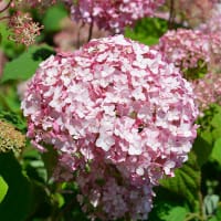 Vidjehortensia 'Candybelle Bubblegum'