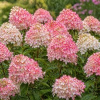 Vidjehortensia'Candybelle Sorbet'®