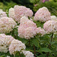 Vidjehjortensia 'Marshmallow', 2L kruka