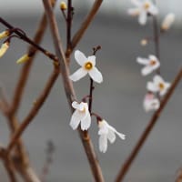 Vinterbuske, 2L, vit vårblomning
