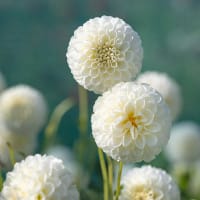 Pompondahlia 'Petra’s Wedding'