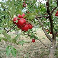 Grundstam äpple malus MM106