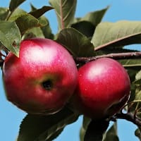 Ympris äpple 'Lovisa'