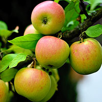Äpple ’Guldparmän’
