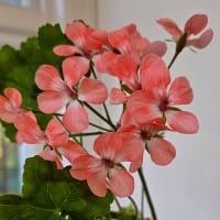 Zonarticpelargon 'Unicorn Peach'