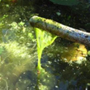 Algstopp mot alger i dammen