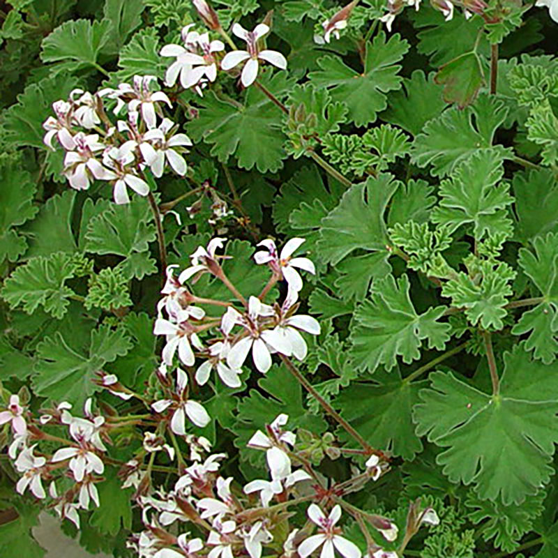 Doftpelargon med grågröna blad och vita blommor P. x Fragrans
