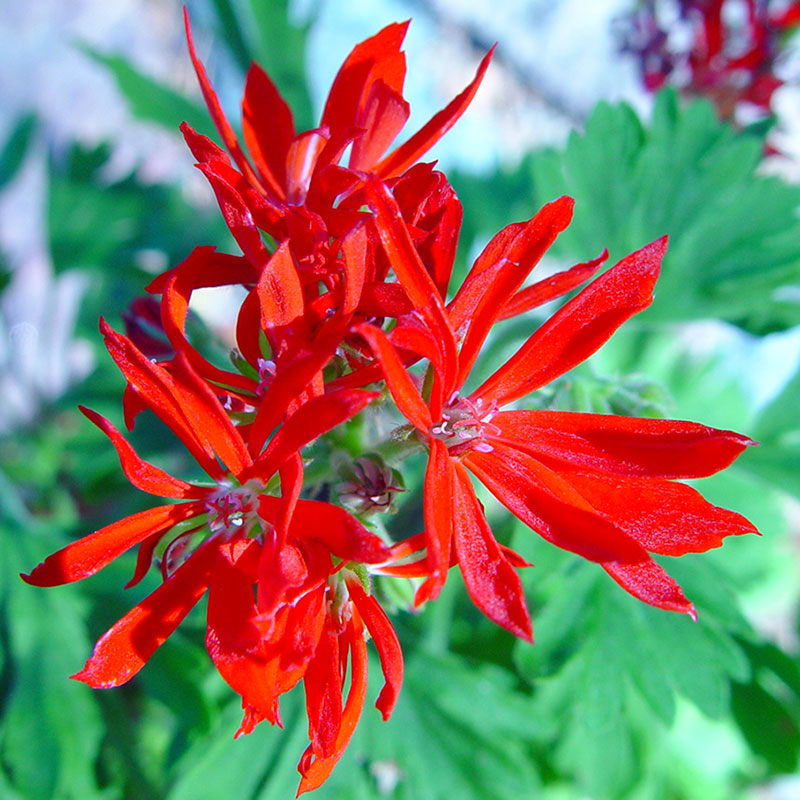 Zonalpelargon, Pelargonium x hortorum 'Red Witch' - 8-10 cm kruka