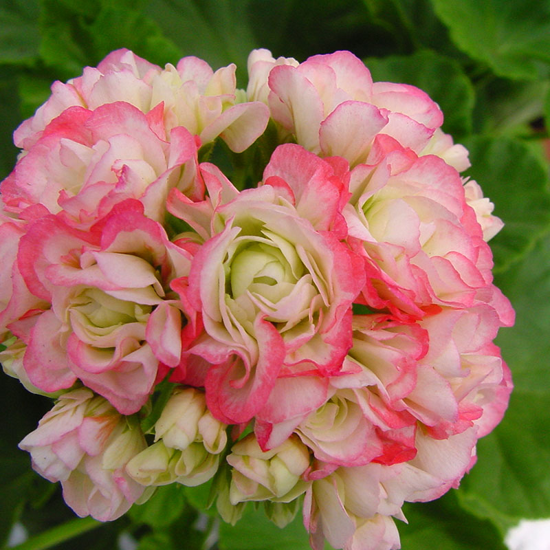 Pelargon Appleblossom () Pelargon Appleblossom
