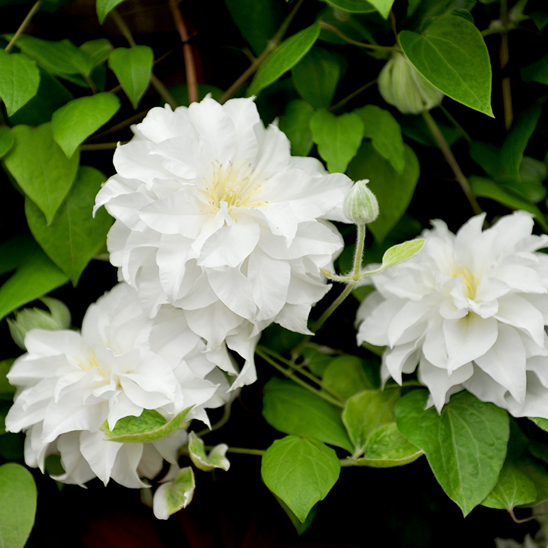 Klematis 'Delphine', 5-pack