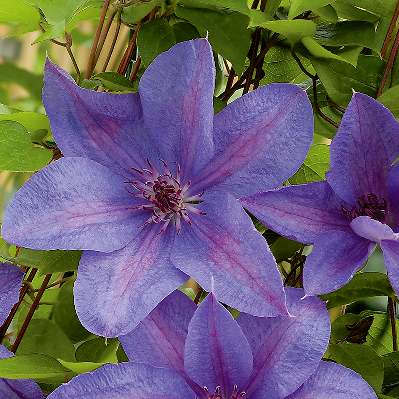 Klematis 'Minister', 5-pack