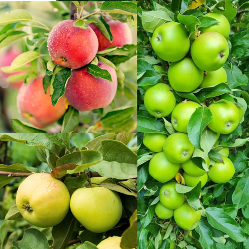 Familjeträd, äpple Zon 5-6